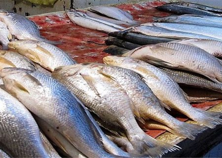 اختلاف وحشتناک قیمت ماهی از مزرعه تا مصرف کننده