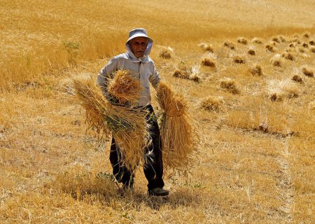 بیش از ۴۰۹ هزار تن گندم در استان همدان خریداری شده است