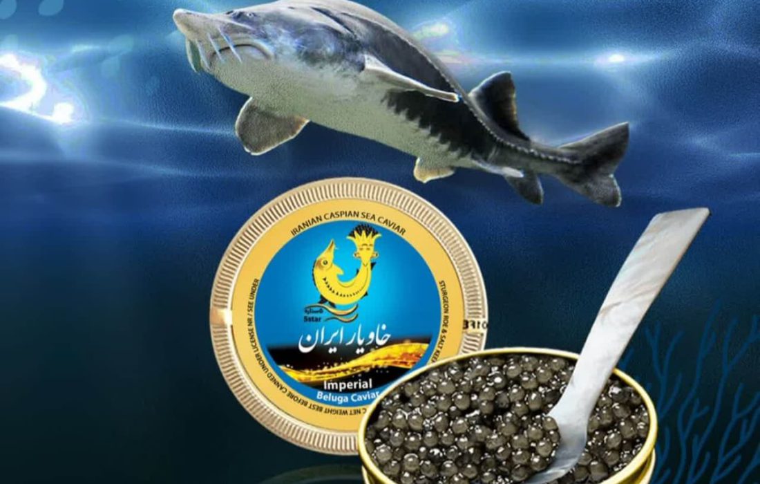 تولید بیش از ۱۰۰۰ تن ماهی خاویاری در گیلان